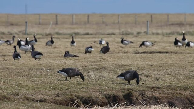 Ringelg&auml;nse im Fr&uuml;hling auf Hallig Hooge
