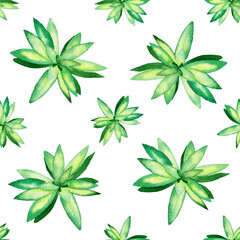 Green succulent in seamless pattern on white background. Watercolor hand drawing illustration. Cactus houseplant for textile or wallpaper.