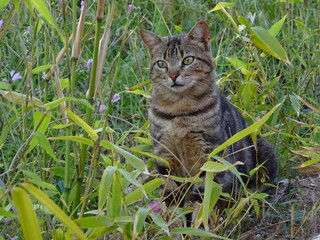 Tabby cat in green leaves.