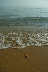 In the foreground, a shell bathed in sea waves