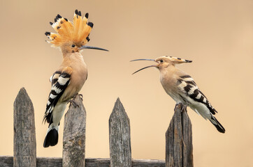 Eurasian hoopoe bird ( Upupa epops ) close up
