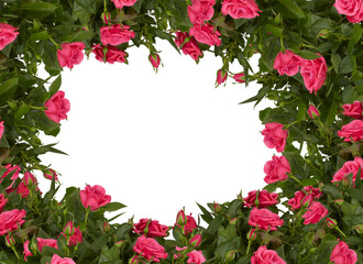 frame of flowers roses red color isolated on white background with​ clipping​ path​