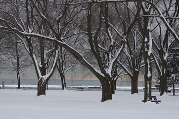 Winter trees 1