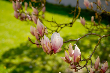 Magnolia tree in full bloom photographed in April in Bavaria