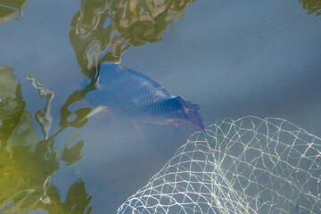 The fish escapes from the net in the pond.