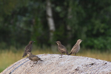 Singvögel