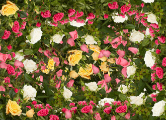 Roses flowers in garden multicolored beautiful taxture background 
