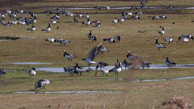Ringelg&auml;nse in der Salzwiese