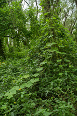 Rainforest environment. View of the green tropical forest and lush vegetation texture and pattern. 