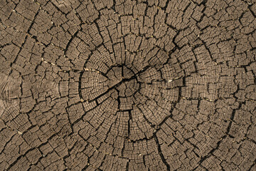 Fototapeta premium Sawed old dried wood texture background. decor