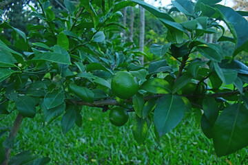 lima planta cultivo verde super verde arbol