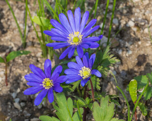 Wilde Astern