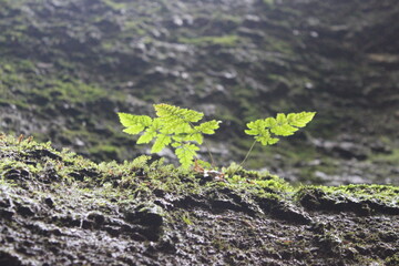 clover on a rock in forest flooded by sunlight