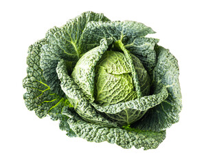 Green savoy cabbage