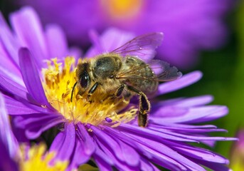 bee or honeybee in Latin Apis Mellifera on blue flower