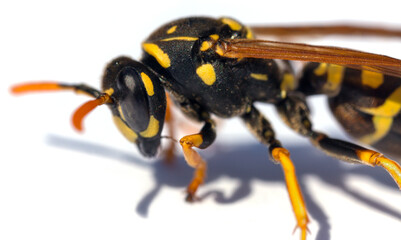 wasp isolated on white background Vespula Vulgaris