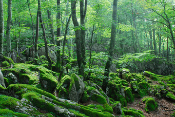 Mosses and beech trees in the karstic massif of Itxina. Gorbeia Natural Park. Basque Country. Spain
