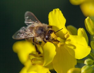 bee or honeybee in Latin Apis Mellifera on flower
