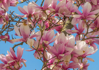 Blühender Magnolienbaum