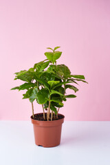 Botanical background. Small coffee tree in pot on pink white background. Greenery inspiration. Houseplant.  Copy space