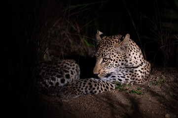 A young female Leopard seen on a night safari in South Africa