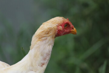 cute little chicken babies searching food along with mother