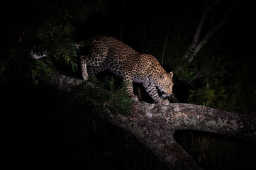 A young female leopard in a tree on a night safari in South Africa