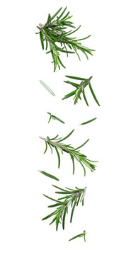 Flying fresh leaves and twigs of rosemary on white background