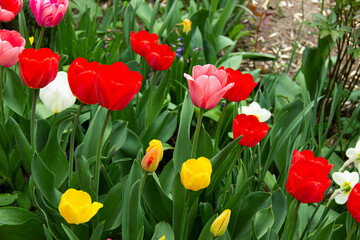 Red ,yellow and pink tulips against green foliage.  Colorful tulips.
