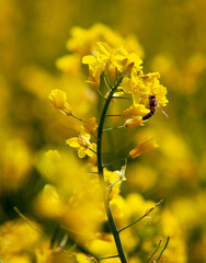 Fiori gialli con ape