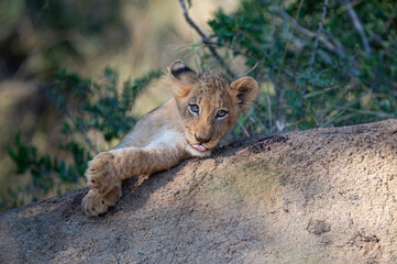 Naklejka na ściany i meble A cute Lion cub seen on a safari in South Africa