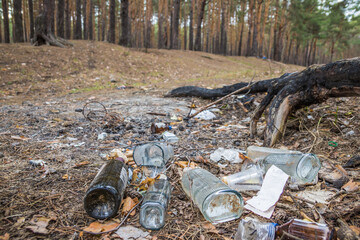 Garbage in a pine forest. Glass bottles of alcohol are scattered
