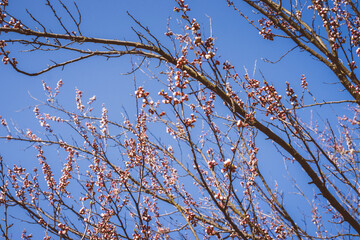 Fototapeta premium Beautiful pink peach tree flowers, opening and closed buds in blossom with deep colorful blue sky in early spring. Parts of the image are blurred due to shallow depth of field and large focal length