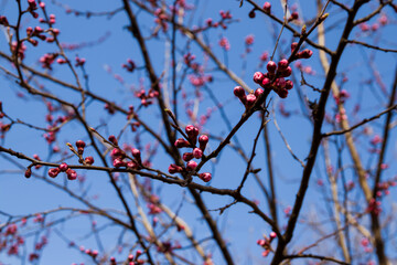 Beautiful pink peach tree flowers, opening and closed buds in bl