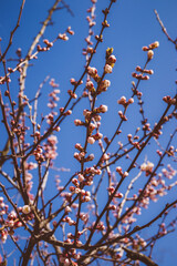 Beautiful pink peach tree flowers, opening and closed buds in blossom with deep colorful blue sky in early spring. Parts of the image are blurred due to shallow depth of field and large focal length