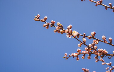 Beautiful pink peach tree flowers, opening and closed buds in blossom with deep colorful blue sky in early spring. Parts of the image are blurred due to shallow depth of field and large focal length