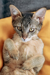 Obraz premium Cute Abyssinian kitten looking in the camera on bright yellow background