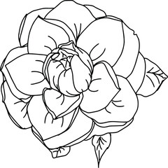 black and white graphics, doodles, large rose flower with leaves