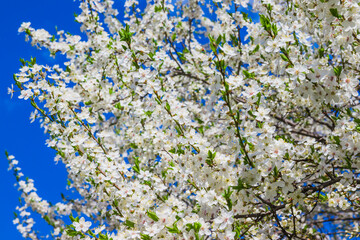Spring white cherry blossom against blue sky. Spring cherry blossoms on blue background for postcard or banner. Beautiful floral spring abstract background of nature