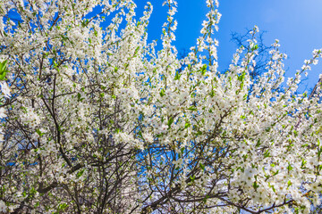 Spring white cherry blossom against blue sky. Spring cherry blossoms on blue background for postcard or banner. Beautiful floral spring abstract background of nature