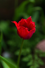 Beautiful red tulip in the natural habitat