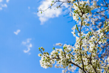 Spring white cherry blossom against blue sky. Spring cherry blossoms on blue background for postcard or banner. Beautiful floral spring abstract background of nature