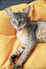 Fototapeta na wymiar Aggressive Abyssinian wild cat on bright yellow background