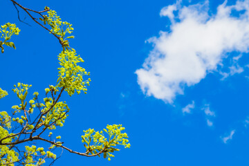 Beautiful floral spring abstract background of nature. Blossoms on the branches of a Maple Tree in the spring with tender blue sky with white clouds in the background. Maple tree branches in bloom