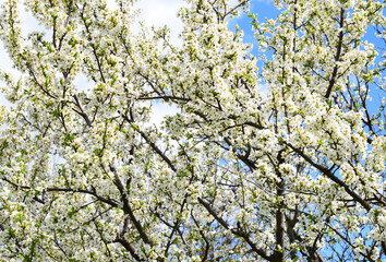 Cherry plum blossom in spring. White flowers against the blue sky.