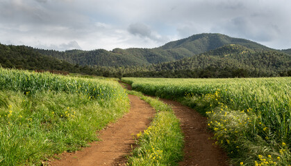 Fototapeta na wymiar Grassland green field in spring against blue cloudy sky. Empty rural road