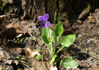 Forest violet