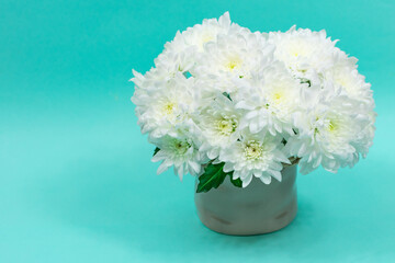 Bouquet of white chrysanthemums in a ceramic vase on a blue background. Postcard for mother's day, for March 8. Beautiful chrysanthemum flowers. Place for an inscription.