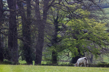 Obraz na płótnie Canvas paysage de campagne bourguignonne avec une vache charolaise sur un pré et des arbres