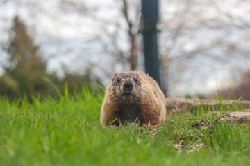Marmot in spring